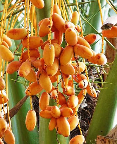 خرما درجه یک